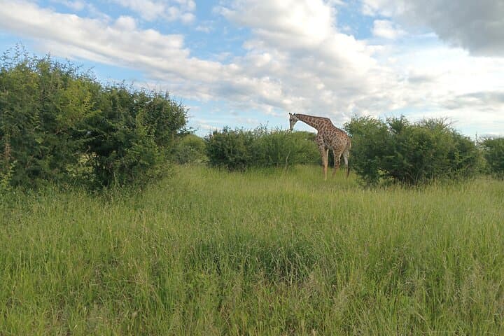 Pilanesberg Wildlife Safari: Big Five Game Drives in an Ancient Crater photo 3