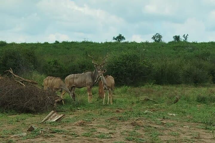 Pilanesberg Wildlife Safari: Big Five Game Drives in an Ancient Crater photo 4