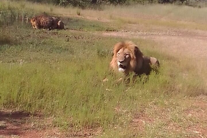 Pilanesberg Wildlife Safari: Big Five Game Drives in an Ancient Crater photo 5