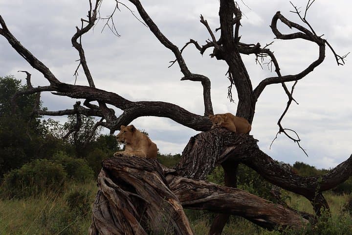 5-Day Camping Safari: Tarangire, Serengeti & Ngorongoro Adventure photo 2