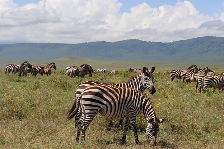 5-Day Camping Safari: Tarangire, Serengeti & Ngorongoro Adventure photo 3