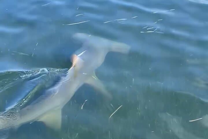 Panama City Beach Dolphin & Shell Island Eco Tour — Half-Day Boat Excursion photo 5