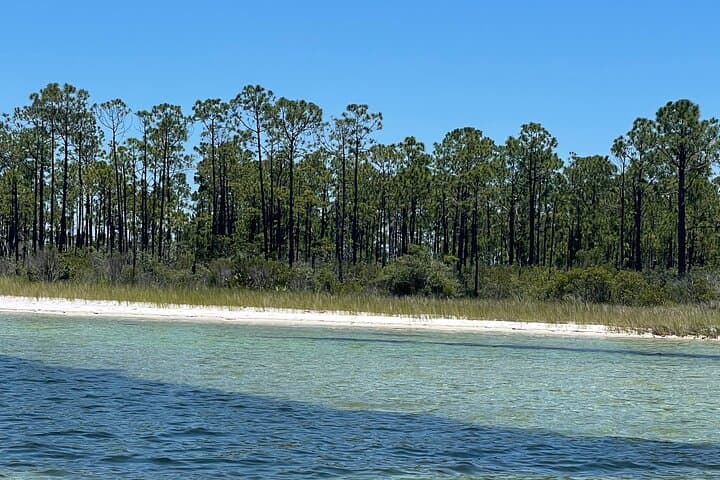 Panama City Beach Dolphin & Shell Island Eco Tour — Half-Day Boat Excursion photo 6