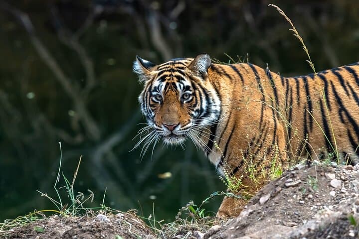 Ranthambore Day Safari from Jaipur: How to Spot Tigers and Plan the Trip photo 1