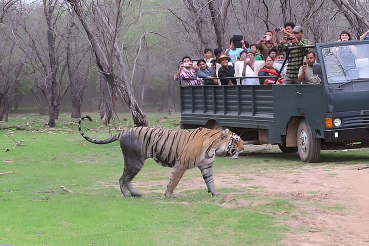 Ranthambore Day Safari from Jaipur: How to Spot Tigers and Plan the Trip photo 3
