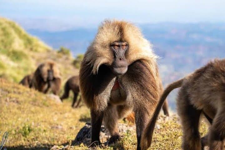 Debre Libanos & Blue Nile Gorge Day Trip from Addis Ababa — Monastery, Portuguese Bridge & Geladas photo 3