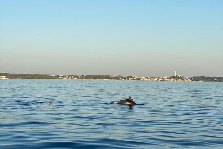 Private Dolphin Cruise from Vrsar — 90-Minute Boat Tour to Spot Bottlenose Dolphins photo 1