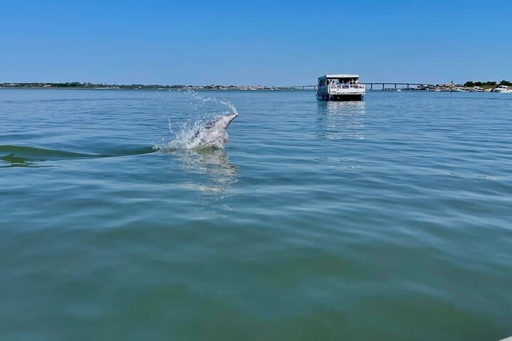 St. Augustine Dolphin & Wildlife Adventure — 90-Minute Estuary Eco Cruise photo 4