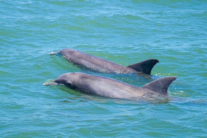 St. Augustine Dolphin & Wildlife Adventure — 90-Minute Estuary Eco Cruise photo 6