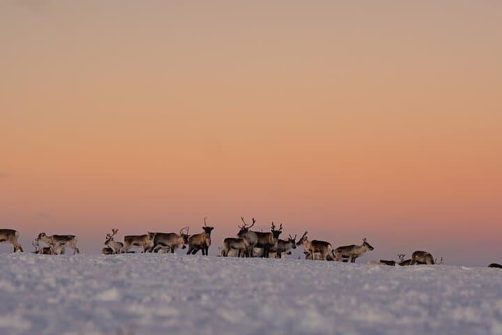 Reindeer Safari and Lavvu Dinner: Indigenous Sámi Herd Experience near Kautokeino photo 3