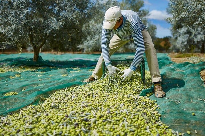 Olive Oil Lagar Tour in Moncarapacho: Olive Tasting & Lagar Visit in the Algarve