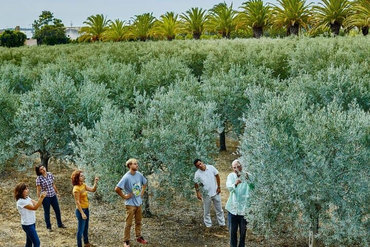 Olive Oil Lagar Tour in Moncarapacho: Olive Tasting & Lagar Visit in the Algarve photo 3