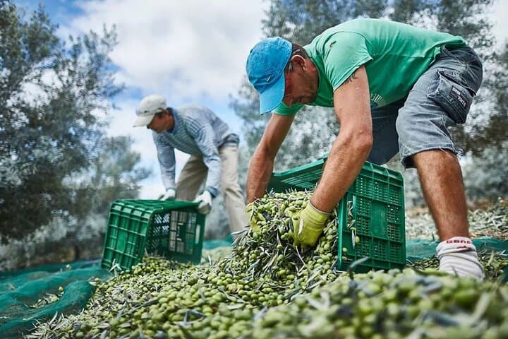 Olive Oil Lagar Tour in Moncarapacho: Olive Tasting & Lagar Visit in the Algarve photo 4