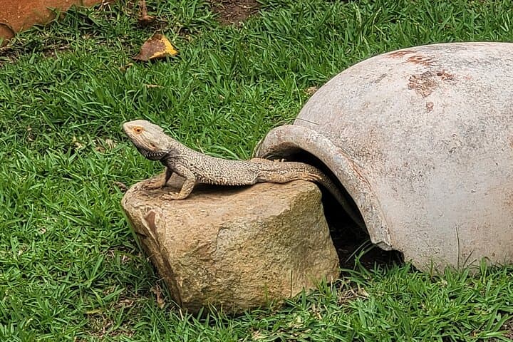Explore Lawnwood Snake Sanctuary: Guided Snake Tours & Forest Walk near Plettenberg Bay photo 3