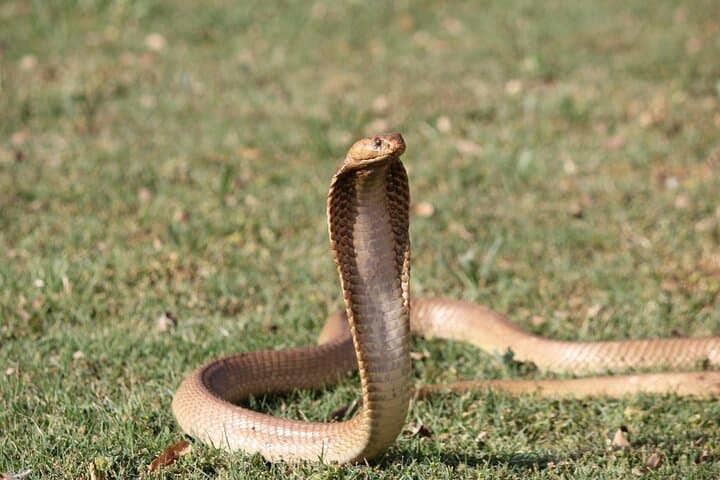 Explore Lawnwood Snake Sanctuary: Guided Snake Tours & Forest Walk near Plettenberg Bay photo 5