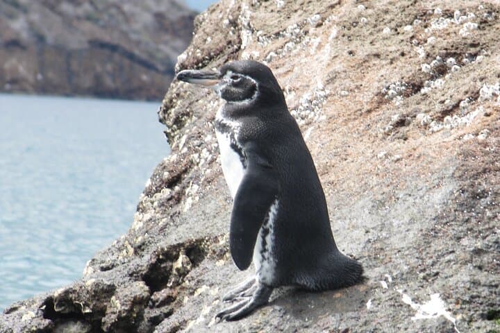 Day Trip to Bartolomé Island & Sullivan Bay — Pinnacle Rock Hike and Snorkel photo 3