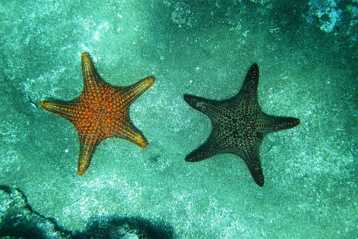 Day Trip to Bartolomé Island & Sullivan Bay — Pinnacle Rock Hike and Snorkel photo 6