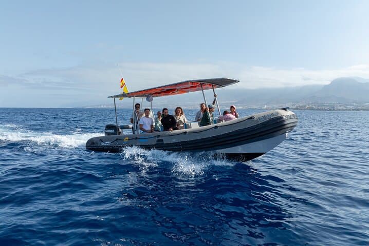 Private 2-Hour Whale Watching Tour from Costa Adeje, Tenerife