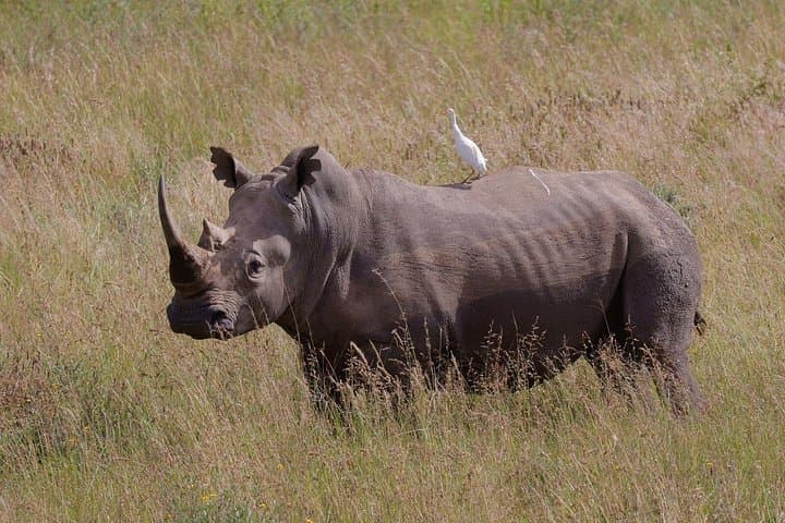 Exploring Nairobi National Park: A Compact Safari Adventure Near The City photo 2