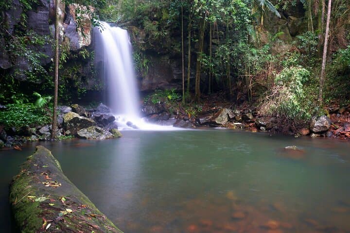 Springbrook Glow Worm Walk: Nocturnal Rainforest & Natural Bridge Waterfall Tour from Gold Coast