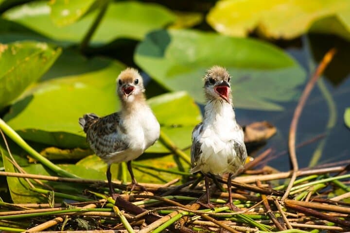 Skadar Lake Boat Cruise from Bar: Virpazar Wildlife & Wine Half-Day Excursion photo 3