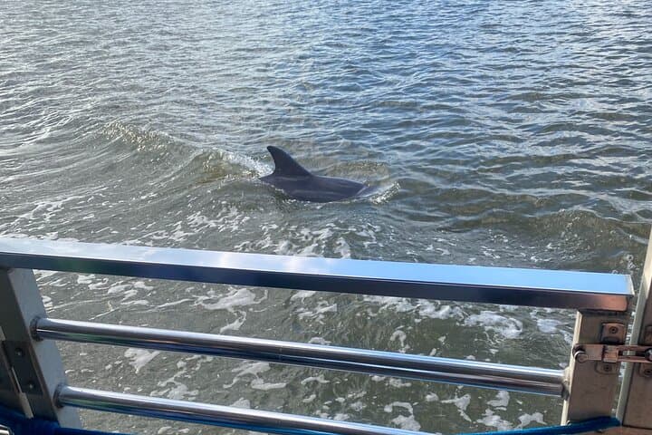 Sunset Dolphin Eco Tour: Savannah River Cruise for Dolphin Watching & Local History photo 5