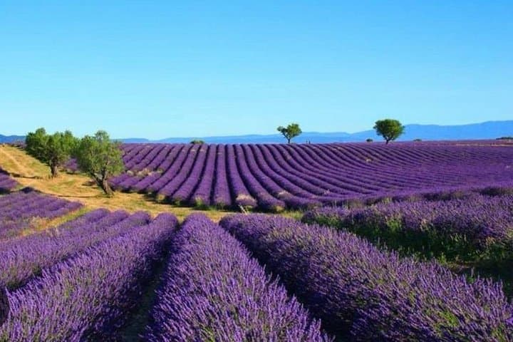 Luberon Villages & Lavender: Private Day Tour from Marseille (June–July Bloom) photo 3