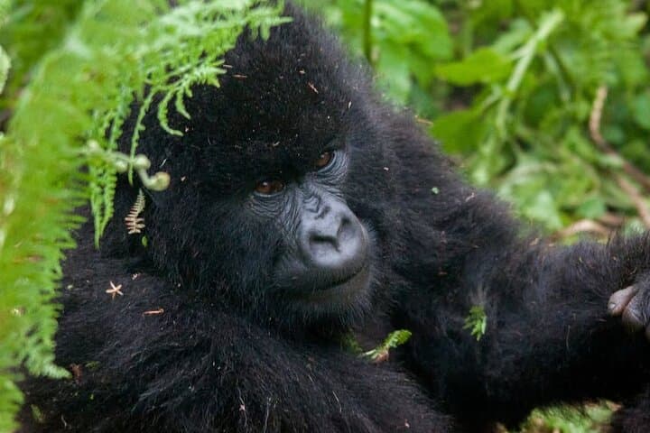 3-Day Gorilla and Chimpanzee Trekking Safari from Kigali photo 2