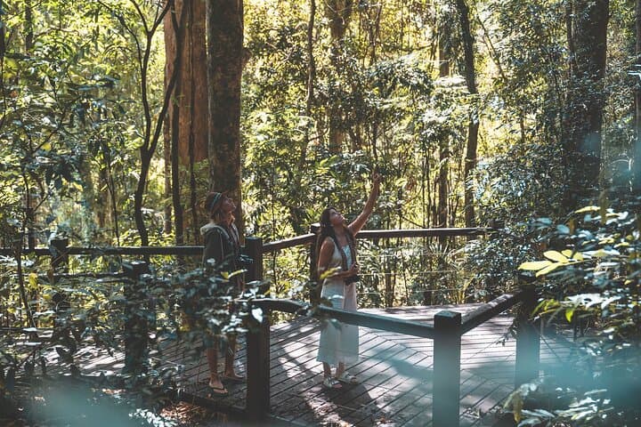 Springbrook & Tamborine Rainforest Day Tour — Natural Bridge, Glow Worms & Curtis Falls photo 4
