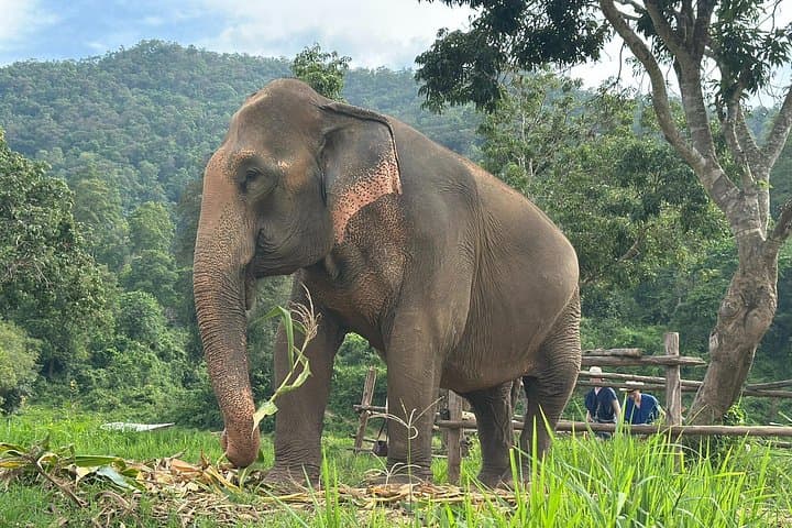 Chiang Mai 4-in-1 Day Trip: Sticky Waterfall, Ethical Elephants, Long-Neck Village & Rafting photo 4