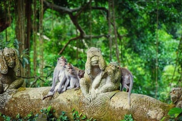 Best of Ubud Private Day Tour — Rice Terraces, Monkey Forest & Holy Springs photo 5