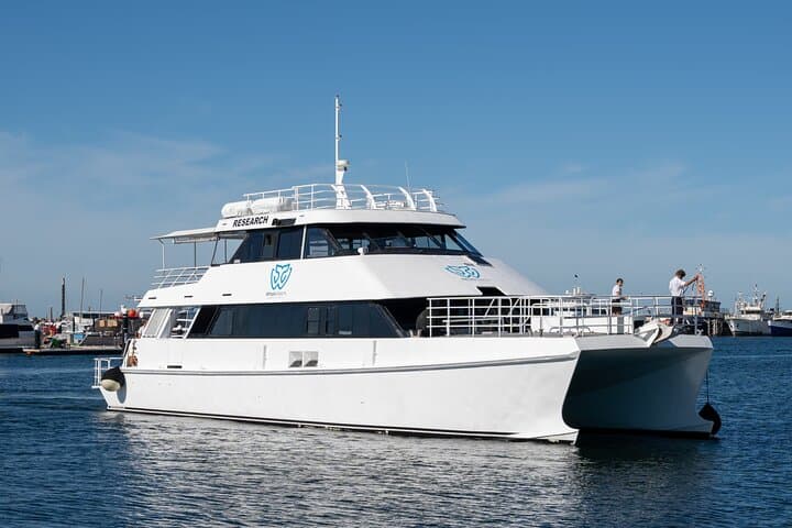 Augusta Whale Watching: Humpback & Southern Right Whale Cruises (May–Aug)
