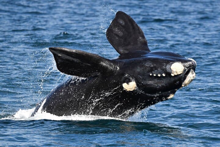 Augusta Whale Watching: Humpback & Southern Right Whale Cruises (May–Aug) photo 3