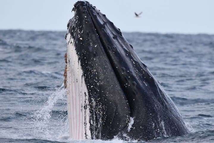 Augusta Whale Watching: Humpback & Southern Right Whale Cruises (May–Aug) photo 6