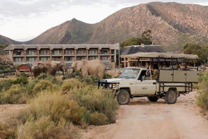 Aquila Private Game Reserve: Big Five Safari with Private Transfer from Cape Town photo 5