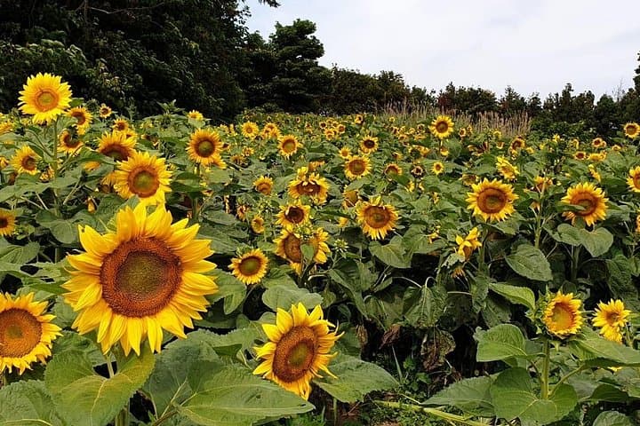 Full-Day Jeju Island Private Taxi Tour: See the Whole Island in 12 Hours