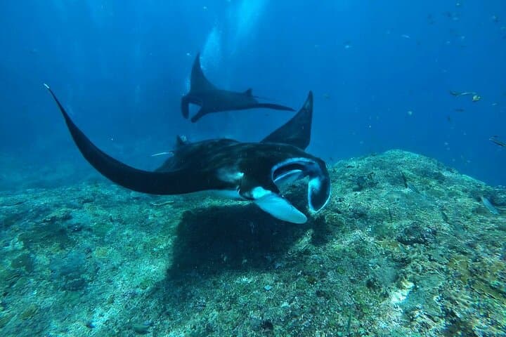 Manta Snorkel Half-Day from Nusa Penida: Manta Bay, Crystal Bay & Gamat