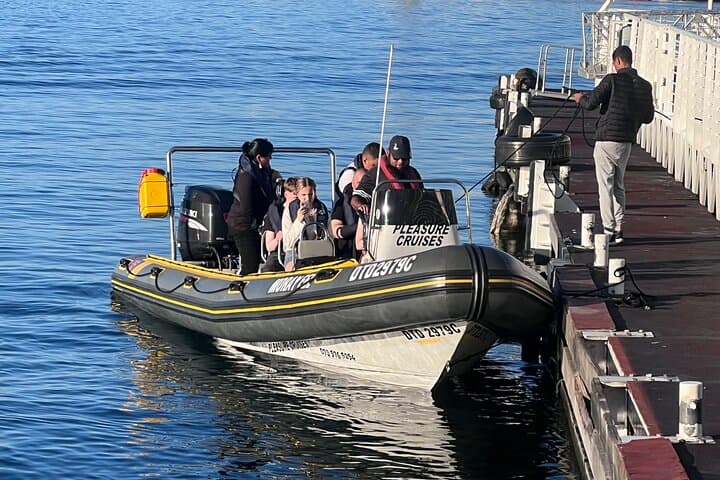 Cape Town Private Dolphin Watching Cruise from V&A Waterfront photo 4