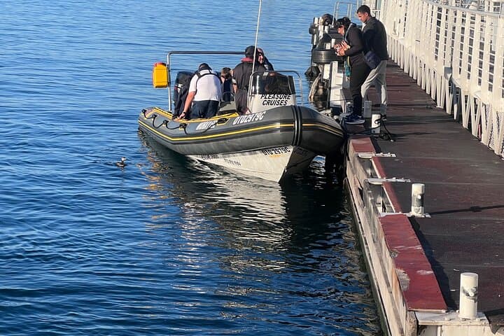 Cape Town Private Dolphin Watching Cruise from V&A Waterfront photo 5