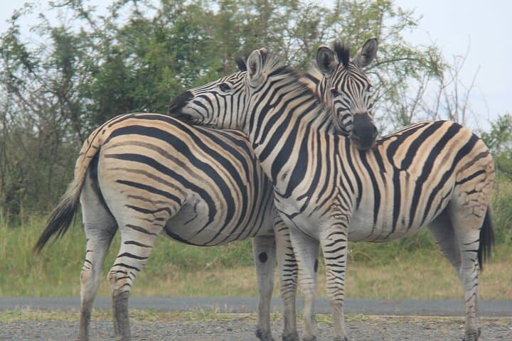 Safari to Surf at iSimangaliso: Half-Day Cape Vidal Adventure photo 4