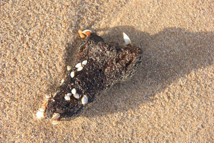 Safari to Surf at iSimangaliso: Half-Day Cape Vidal Adventure photo 5