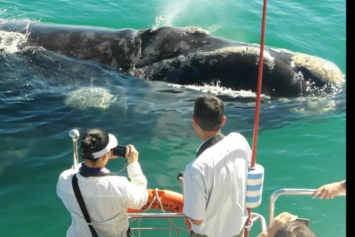 Hermanus Whale Watching, Vredenheim Wine & Stellenbosch Big Cats: One-Day Coastal to Winelands Circuit photo 1