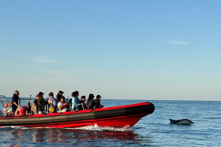 Torquay Coastal RIB Seafari — Torbay RIB Cruise for Dolphins, Seals & Sea Birds