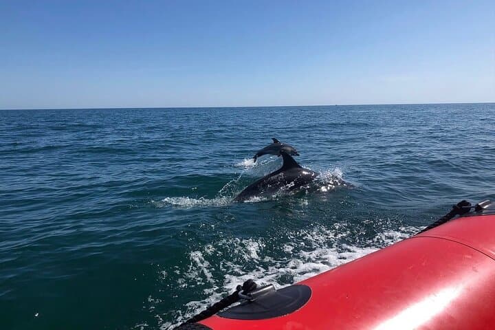 Torquay Coastal RIB Seafari — Torbay RIB Cruise for Dolphins, Seals & Sea Birds photo 4