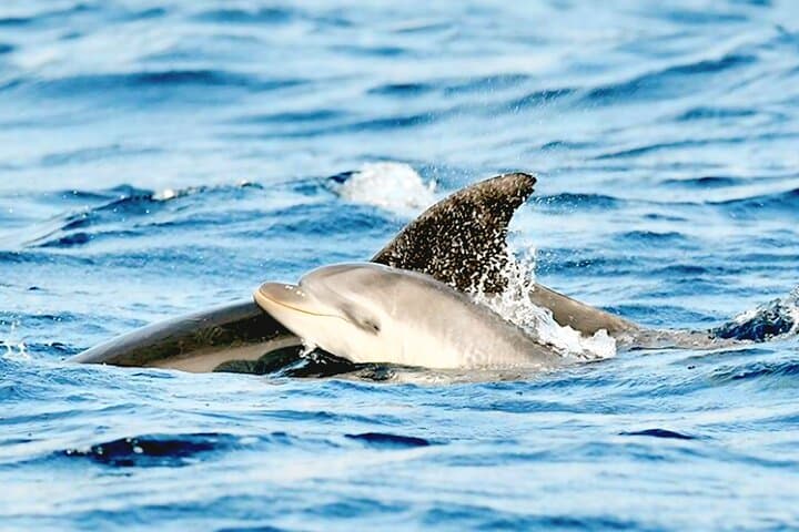 Dolphin Watching & Snorkel at Figarolo Island: Olbia Boat Excursion photo 5