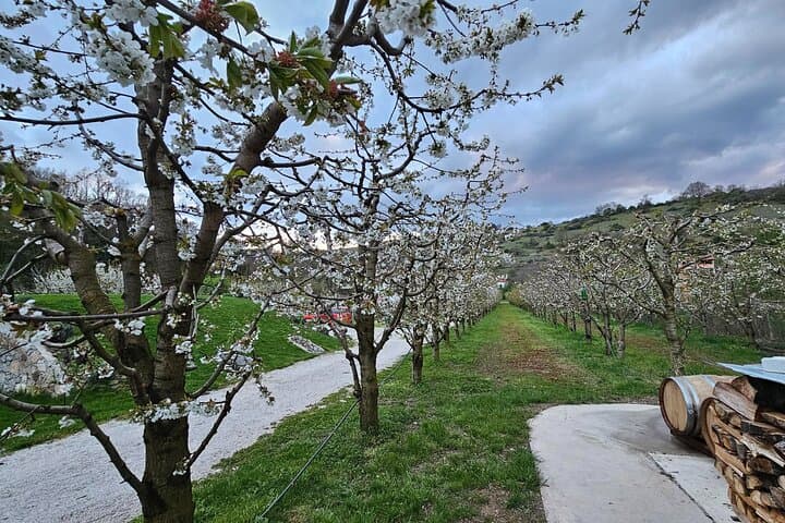 Rakija in Ohrid Valley: Distillery Balakija Guided Tour & Tasting photo 3