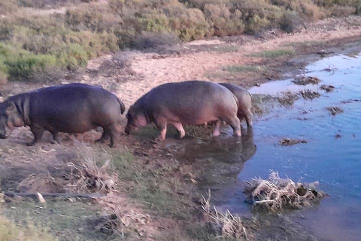 Aquila Private Sunset Safari and Diamond Works Tour from Cape Town photo 2