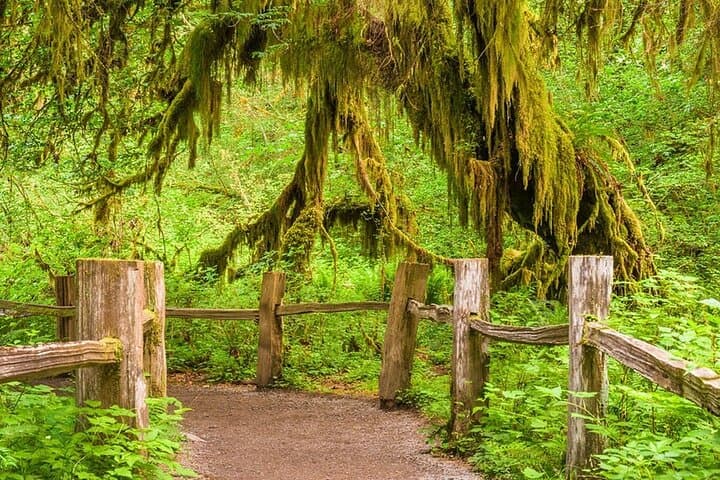 Seattle to Hoh Rain Forest & Rialto Beach: Private Full-Day Tour photo 6