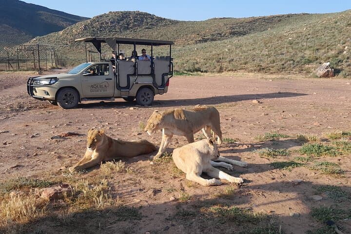 Aquila Private Sunset Safari and Diamond Works Tour from Cape Town photo 1