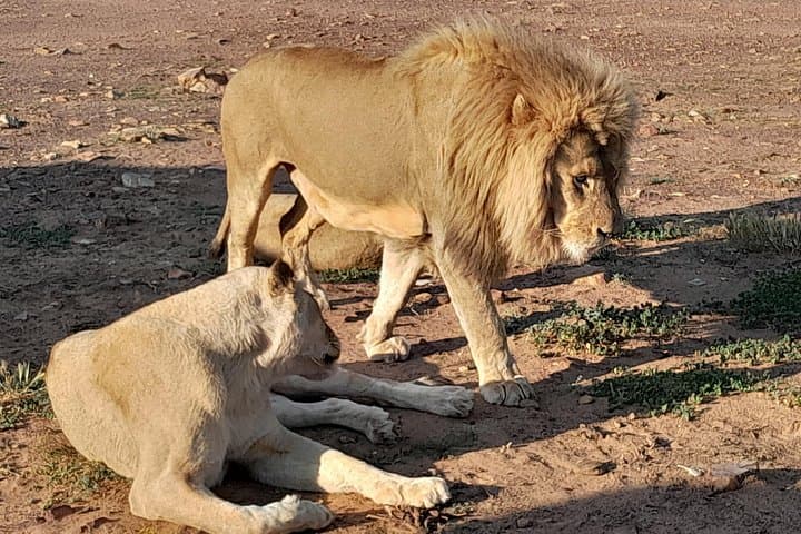 Aquila Private Sunset Safari and Diamond Works Tour from Cape Town photo 3